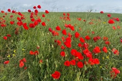 IMG-20250617-WA0088