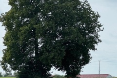 IMG-20250617-WA0095